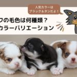 チワワの毛色は何種類?人気カラーバリエーションをまとめました