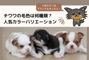 チワワの毛色は何種類？人気カラーバリエーションをまとめました