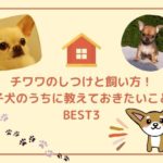 チワワのしつけと飼い方!子犬のうちに教えておきたい愛犬との暮らしを楽しむ基本BEST3