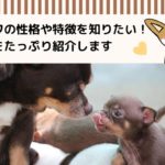 チワワの性格や特徴と凶暴なチワワの見分け方!チワワの魅力をたっぷり紹介します