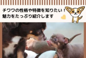チワワの性格や特徴と凶暴なチワワの見分け方！チワワの魅力をたっぷり紹介します