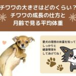 チワワの大きさはどのくらい？チワワの成長の仕方と月齢で見る平均体重