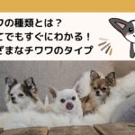 チワワの種類とは?初めてでもすぐにわかる!さまざまなチワワのタイプ