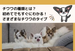 チワワの種類とは？初めてでもすぐにわかる！さまざまなチワワのタイプ