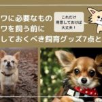 チワワに必要なものは?チワワを飼う前に準備しておくべき飼育グッズ7点
