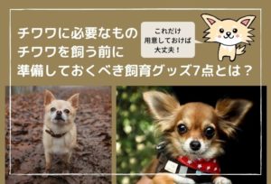 チワワに必要なものは？チワワを飼う前に準備しておくべき飼育グッズ7点