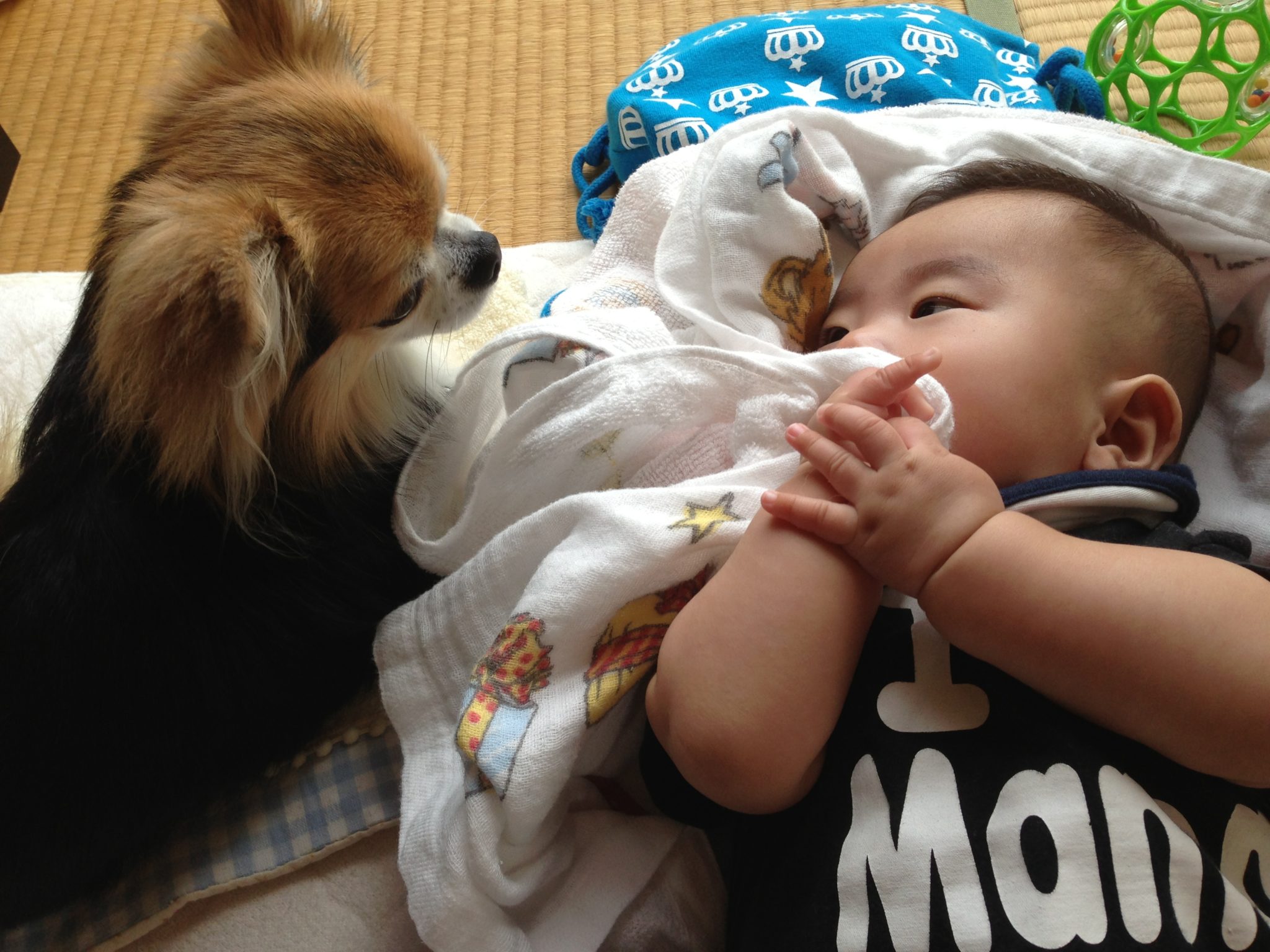 チワワと人間の赤ちゃんがかわいすぎ！子育てにも影響を与える犬の存在 チワワえん
