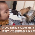チワワと人間の赤ちゃんがかわいすぎ！子育てにも影響を与える犬の存在