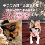 チワワの甚平&浴衣特集!夏限定のかわいい姿にキュンキュンしよう