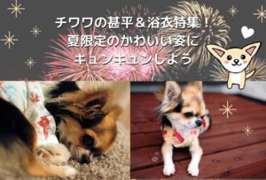 チワワの甚平＆浴衣特集！夏限定のかわいい姿にキュンキュンしよう