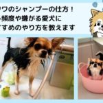 チワワのシャンプーの仕方!頻度やおすすめのやり方を教えます