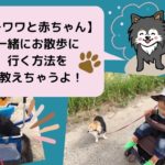 【チワワと人間の赤ちゃん】一緒にお散歩に行く方法