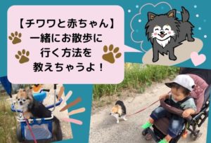 【チワワと人間の赤ちゃん】一緒にお散歩に行く方法