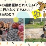 チワワの運動量はどれくらい？散歩に行かなくてもいいって本当？