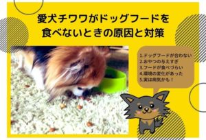 愛犬チワワがドッグフードを食べないときの原因と対策