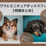 【比較】チワワとミニチュアダックスフンドの違いと相性！飼うならどっち？【特徴まとめ】