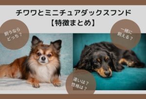 【比較】チワワとミニチュアダックスフンドの違いと相性!飼うならどっち?【特徴まとめ】