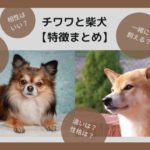 【比較】チワワと柴犬の違い!相性はいい?多頭飼いはできる?【特徴まとめ】