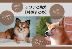 【比較】チワワと柴犬の違い！相性はいい？多頭飼いはできる？【特徴まとめ】