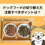ドッグフードの切り替え期間の目安は2週間!注意すべき3つのポイント