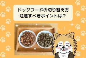 ドッグフードの切り替え期間の目安は2週間!注意すべき3つのポイント