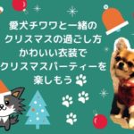 チワワに贈るクリスマスプレゼント!かわいい服でおしゃれにクリスマスパーティーをしよう