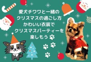 チワワに贈るクリスマスプレゼント！かわいい服でおしゃれにクリスマスパーティーをしよう