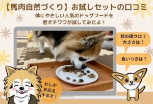 馬肉自然づくりお試しセットの口コミ！人気ドッグフードを老犬チワワに与えた私の感想を紹介します
