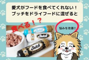 ブッチをドライフードに混ぜるのは大丈夫？混ぜる量や注意点を解説しています