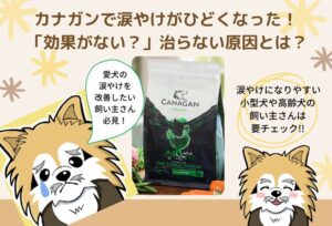 カナガンで涙やけがひどくなった！「効果がない？」治らない原因を解説します